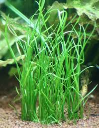 Isoetes Vetata Varsicula Akvaryum Zemin Bitkileri Bitki Saksi Zeytin
