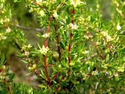 Image result for Anthospermum