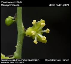 Image result for Tinospora orophila