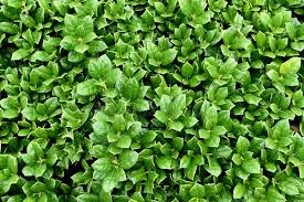 The shrub requires full sun to partial shade and can grow in a range of soil varieties. Carissa Holly Bush Evergreen Compact Plant 24 Inches Stock Image Image Of Compact Plant 129011355