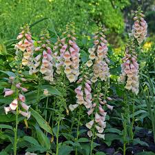 Image result for Digitalis purpurea alba/ red spots