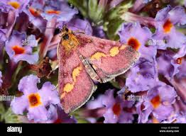 Image result for Pyrausta purpuralis
