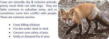 How To Keep Foxes Away From Your House Yard Garbage Shed Chickens Backyard Pet Chickens Fox