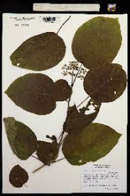 Image result for Premna mooiensis