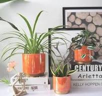 Succulent plantenpotten - Groothandel bloempotten ...