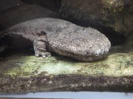 オオ サンショウウオ 冬眠