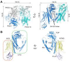 Structure Of The Human Pkd1 Pkd2 Complex Science