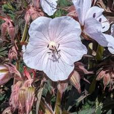 Image result for Geranium `Purple Haze`