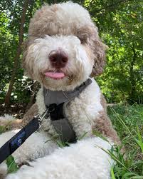 Saturday Got Me Like Sheepadoodle Dog Sheepadoodlesofinstagram Dogsofinstagram Doo Sheepadoodle Puppy Doodle Puppy Sheepadoodle