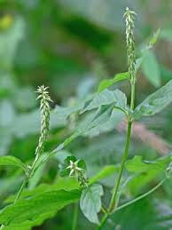 Image result for Achyranthes