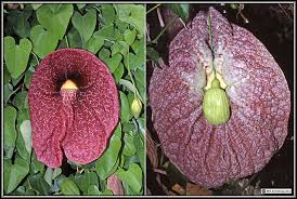 There is no plant that reliably blooms only once every 100 years. Botanical Record Breakers Part 2 Of 2