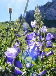 Sign In Fleurs De Montagne Fleurs Des Alpes Fleurs Sauvages