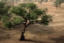 Image result for Faidherbia albida
