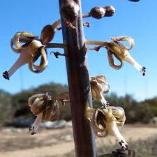 Image result for Drimia elata