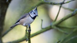 Horen Sie Die Haubenmeise Auf Deutsche Vogelstimmen De Welches Eine Umfassende Sammlung An Deutschen Vogelst Chant Oiseaux Le Chant Des Oiseaux Mesange Huppee