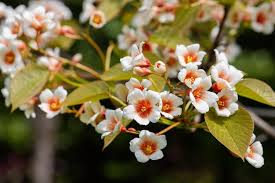 Image result for Vernicia