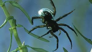 Image result for große winkelspinne biss haut reaktion