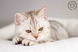 british shorthair chocolate silver tabby spotted british shorthair cats silver tabby cat british shorthair silver tabby