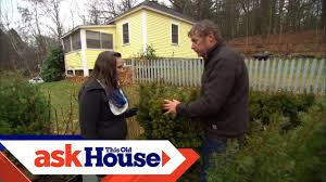 Kate here, and i have a little bit of experience in this area. How To Plant A Privacy Screen Ask This Old House Youtube