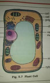 Maybe you would like to learn more about one of these? Plant Cell With Diagram And Label It S Parts Brainly In