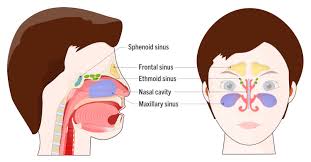 Image result for Maxillary Sinus