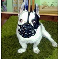 Choose a harness for your french bulldog. Frenchies