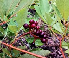 Image result for Ampelocissus obtusata