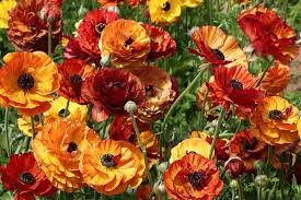Image result for Ranunculus raeae