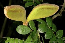 Image result for Xylia torreana