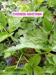 Image result for Tragia brevipes-benthamii-okanyu