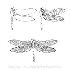 201107 Illo Heidewald Theartoftheinsectwing Illo9 Jpg 700 700 Insect Wings Dragonfly Wings Butterfly Wings