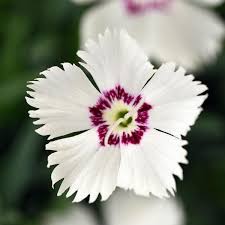 Image result for Dianthus