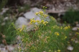Image result for Psiadia punctulata