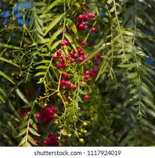 Image result for Zanthoxylum lindense