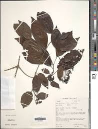 Image result for Rutidea fuscescens
