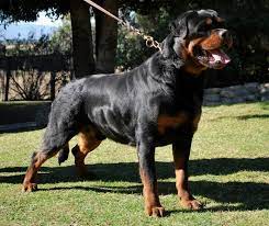 Von Ruelmann Rottweilers Inc German Rottweiler Puppies For Sale Rottweiler Breeder German Rottweiler Breeder Rottweiler Puppies Rottweiler Dog Rottweiler