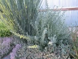 Image result for Atriplex halimus