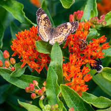 Asclepias Tuberosa Butterfly Milkweed Asclepias Tuberosa Asclepias Milkweed