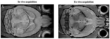 The head test is to find a camel. Nanomaterials Free Full Text Magnetic Nanoparticles Applications For Amyloidosis Study And Detection A Review Html