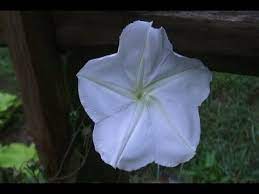 This small tree sports large hanging flowers that open for a week at a time with the full moon. Night Blooming Moon Flower Youtube
