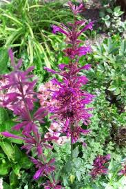 Das Duftende Bluhwunder Anis Ysop Im Krautergarten Coole Pflanzen Heilpflanzen Und Garten