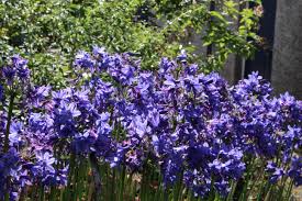 Image result for Agapanthus codii