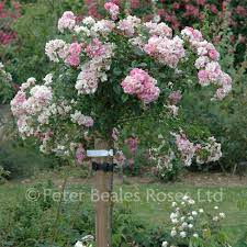 To find out more about a species you know already, select its english or scientific name from this list. Super Fairy Weeping Standard Rose Peter Beales Roses The World Leaders In Shrub Climbing Rambling And Standard Classic Roses