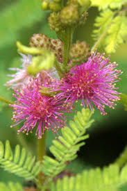 Invasive Giant False Sensitive Mimosa