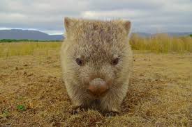 Grumpy Wombat Wombat Pictures Cute Wombat Koala Bear