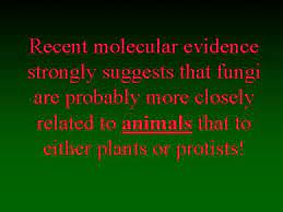 Recent Molecular Evidence Strongly Suggests That Fungi Are Probably More Closely Related To Animals That To Either Plants Or Protists