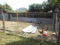 Best Poultry House Plans For 1000 Chickens With Kienyeji Chicken Poultry House Chicken House Garden Ideas Cheap