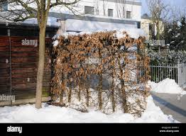 Image result for hornbeam hedge in winter