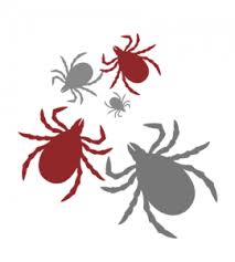 A sai pest control mumbai provides effective pest control in mumbai, thane, navi mumbai to residential and commercial premises. Dog Ticks Pest Control Service Mumbai Navi Mumbai Thane