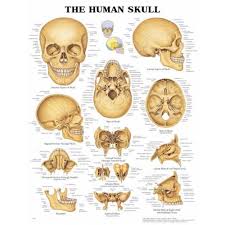The Human Skull Anatomical Chart Poster Paper